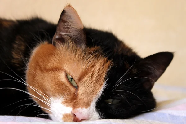 Sömnig katt — Stockfoto