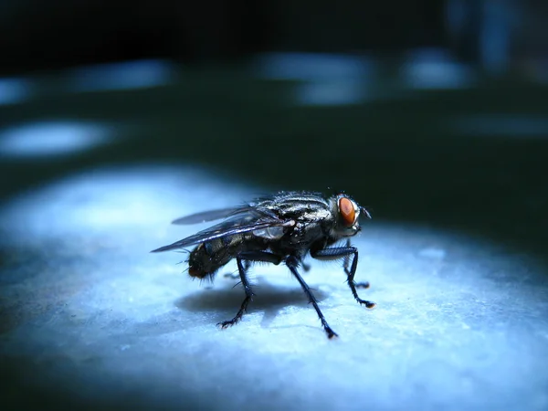 Έντομα πετούν μακροεντολή σουτ — Φωτογραφία Αρχείου