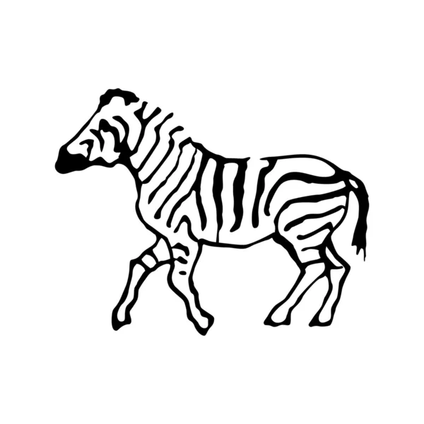 Zebra izolované na bílém pozadí — Stockový vektor