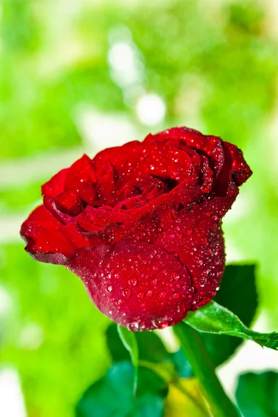 Vermelho bonito — Fotografia de Stock