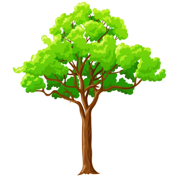 Cartoon green tree isolated on white. — Stock Vector