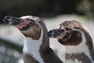 iki penguenler