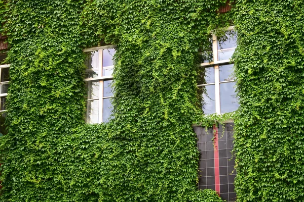 stock image Three windows with wall covered with leafs, located in Amsterdam