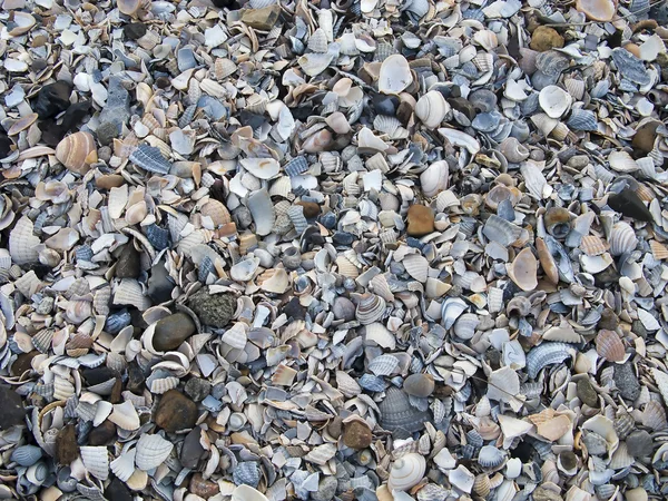 Stock image Shells and stones mixed