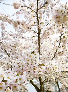 bir ağacın çiçeği