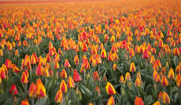 Field with red tulips — Stock Photo, Image