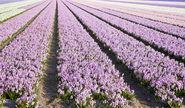 Field of hyacinths — Stock Photo, Image