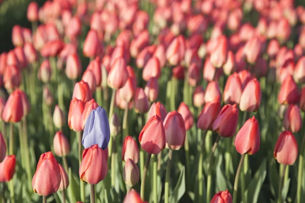 Red and blue tulips — Stock Photo, Image