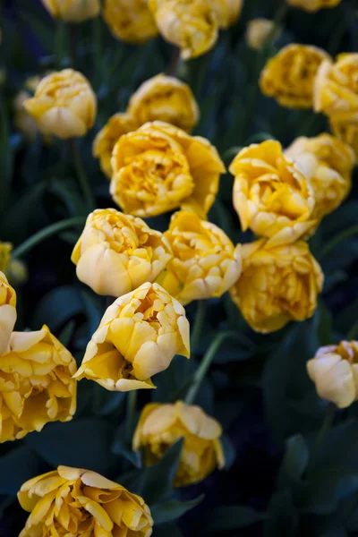 Field of peony tulips — Stock Photo, Image
