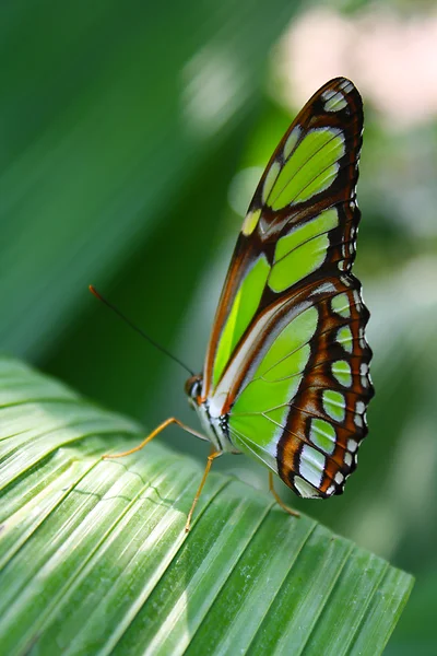 Magnifique papillon — Photo