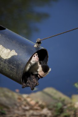 iki Beyaz boğazlı capuchin