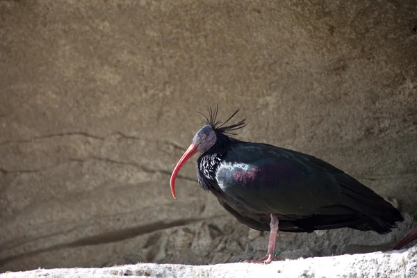 Kaapse ibis — Stockfoto