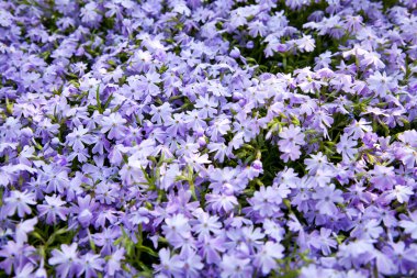 Aubretia