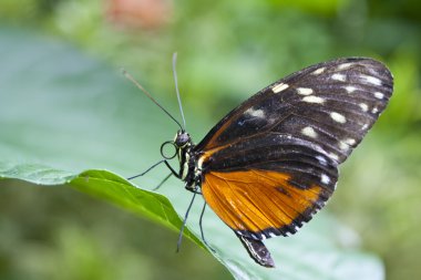 Butterfly, heliconius hecale from Costa Rica clipart