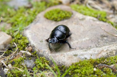 Black beetle on a stone clipart