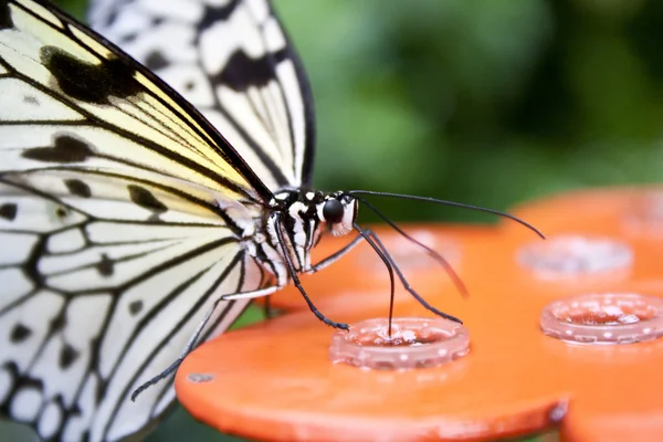 Stock image Butterfly-Idea leuconoe from Philippines