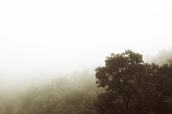 stock image Fog forest