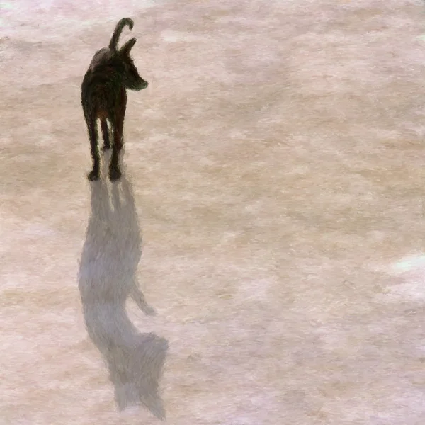 Теневая собака — стоковое фото