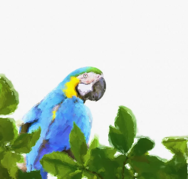 Macaw painting — Stock Photo, Image