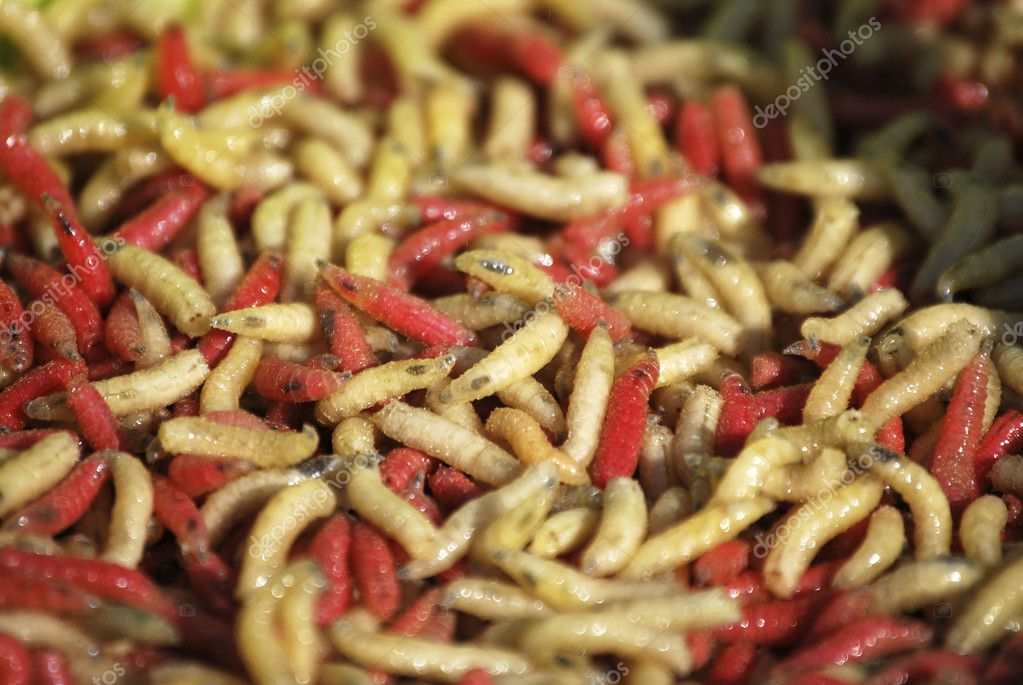 White and red Worms — Stock Photo © alfonsodetomas 7009252