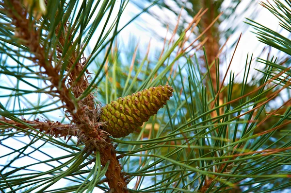 stock image Pine branch