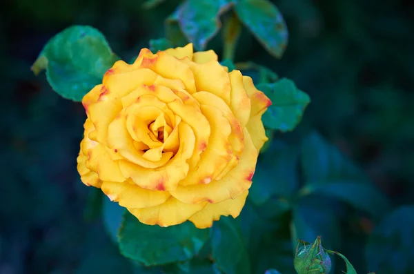 Stock image Beautiful single yellow rose