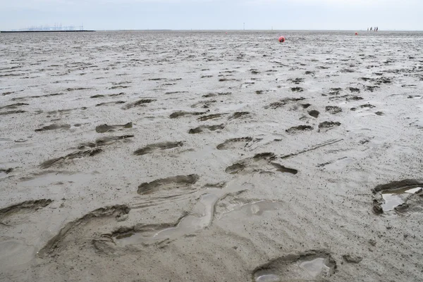 stock image The Wadden Sea