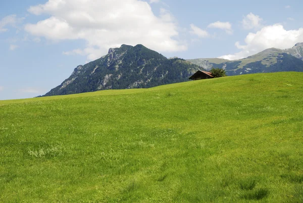 Horské pastviny — Stock fotografie
