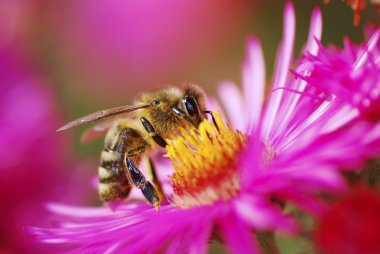 Honeybee clipart