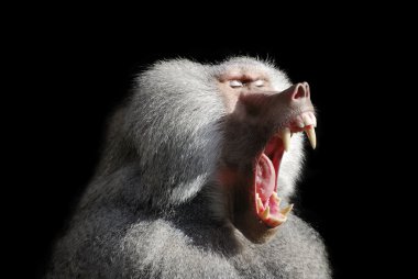 Wild baboon clipart