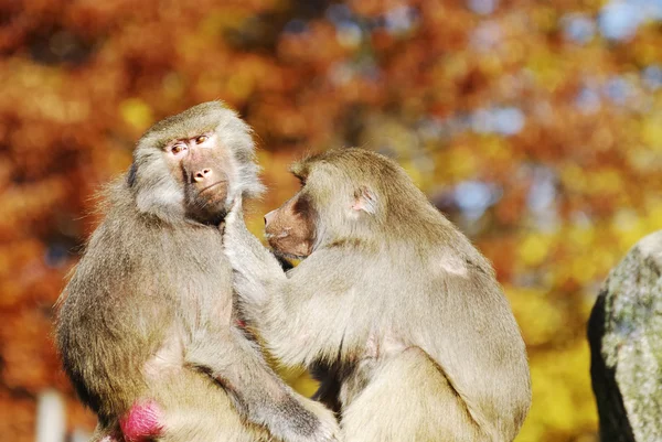 stock image Baboons