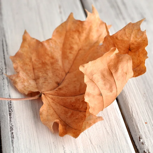 Fallen Leaf — Stock Photo, Image