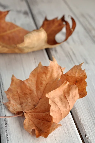 Dry Leaves — Stock Photo, Image