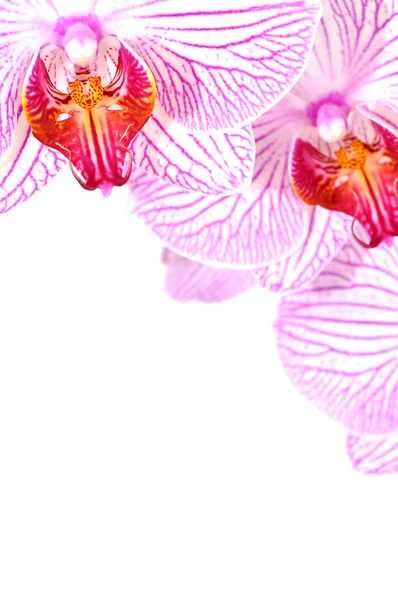Orquídeas rosadas — Foto de Stock
