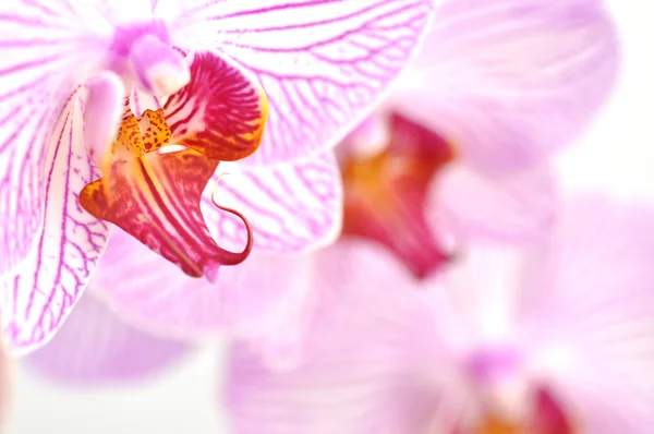 Orquídeas rosa — Fotografia de Stock