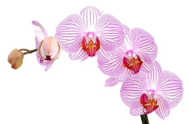 Pink orchids Stock Image