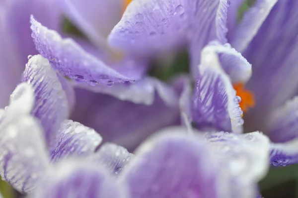 Crochi viola bagnati — Foto Stock