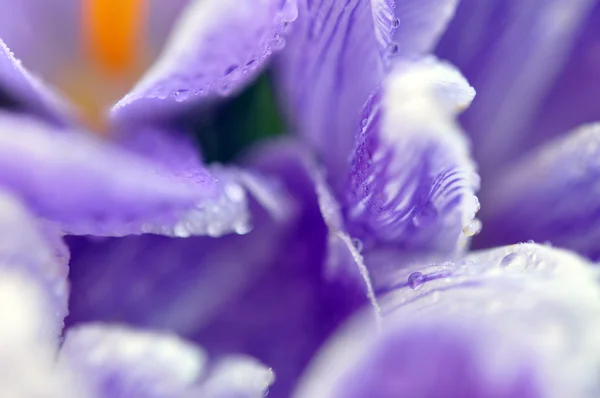 Crochi viola bagnati — Foto Stock