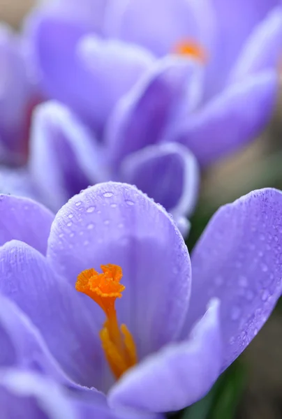 濡れている紫のクロッカス — ストック写真
