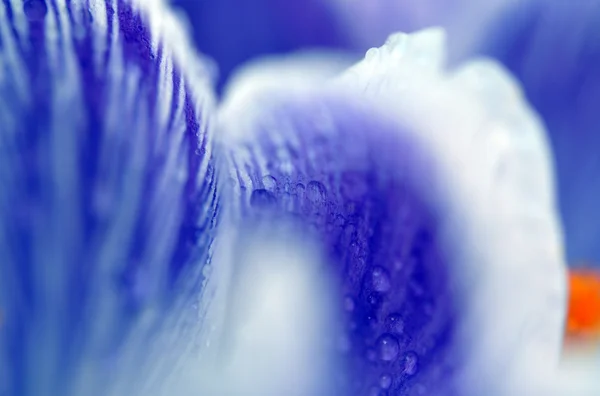 Wet Violet Crocus — Stock Photo, Image
