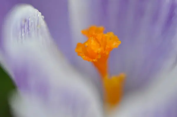 Wet Violet Crocus — Stock Photo, Image