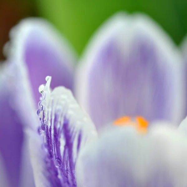 Nedves lila crocus — Stock Fotó