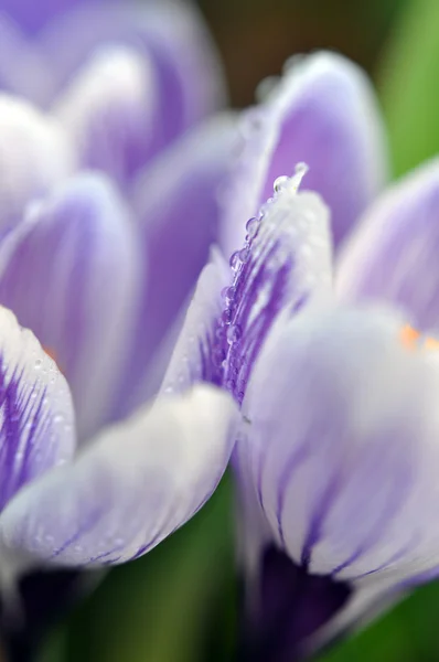 Crocus violets humides — Photo
