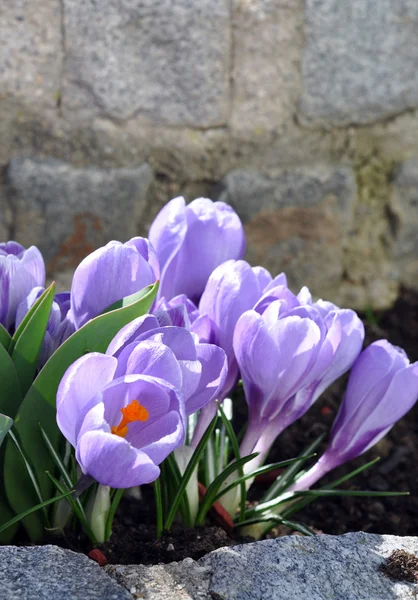Pergaminos violetas — Foto de Stock