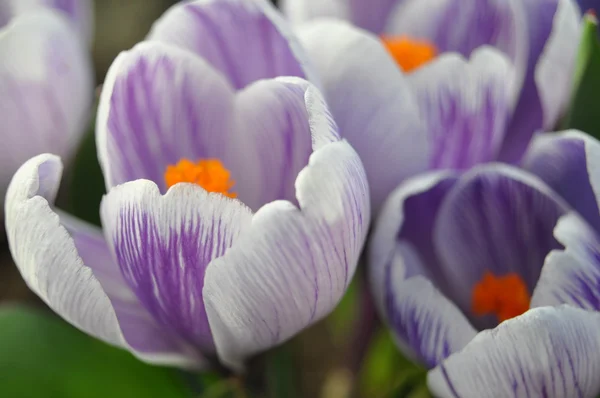 Crocus violets — Photo