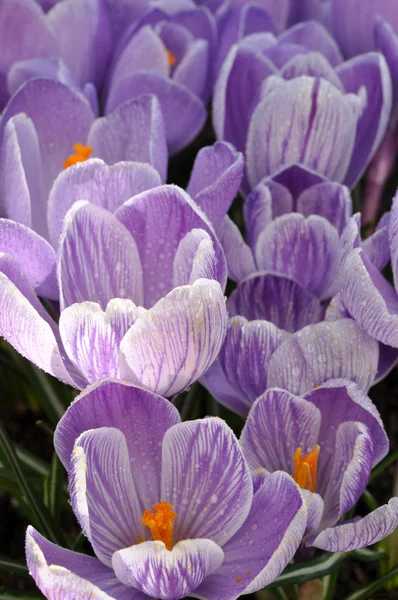 Crocos violetas molhadas — Fotografia de Stock