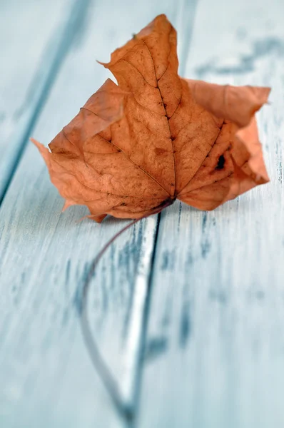 Fallen Leaf — Stock Fotó