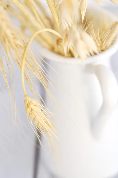 Oat in a Jug — Stock Photo, Image
