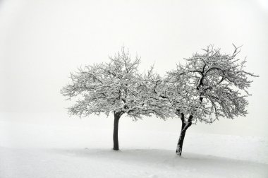 kış, ağaçlar