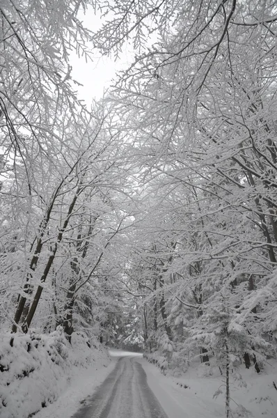 Дорога через зимний лес — стоковое фото